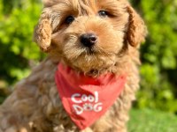 Sevimli maltipoo yavrular
