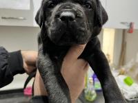 Sadece Kalite Cane Corso Köpekler