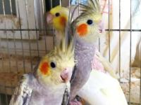 Yavru yetişkin sultan papağanı