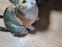 Bu Tatlı Dişi Kedimize Acil Yuva Arıyoruz