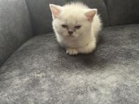 A Kalite Lynx Point Erkek Yavru Kedimiz