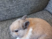 Safkan Cüce Tavşanı