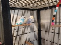 Yerli ve rainbow muhabbet kuşu yavrular ve anaçlar