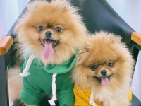 Teddy Bear Pomeranian Yavru Köpekleri