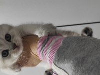 Uygun 6 Nisan Doğumlu Silver 3 Erkek Yavru Kediler