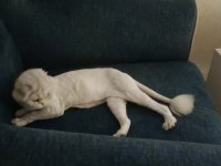 Silver Point Scottish Fold