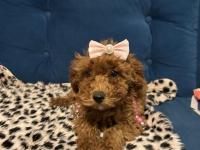 Toy poodle bebişler