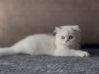 Yakışıklı British Longhair Oğlum Lukas