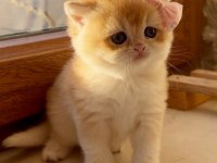 Saf kan şecereli golden british shorthair ny12