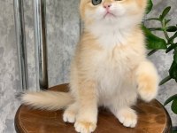 Dünya Güzeli Golden British Shorthair