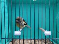 Tek Erkek Gloster Kanaryalar