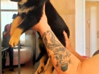 Safkan Dişi Rottweiler Yavru Köpekler