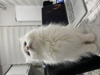 Güzel British Longhair Kızımıza Yeni Yuva Arıyoruz