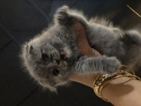 Bebek Gibi British Shorthair Yavrular