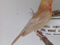 Erkek Mutasyon Meksika Çütresi