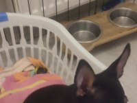 3 Aylık Minyatür Pinscher