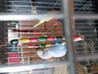 Genç Erkek Muhabbet Kuşu