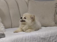 6 Aylık Tuvalet Eğitimli Acil Pomeranian