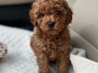En iyisinden toy poodle bebekler