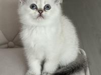 British Bebiş Kediler