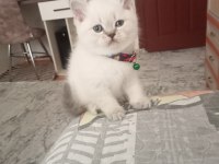 British kedimiz için görüşülür