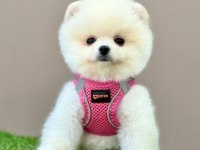 Safkan Pomeranian Boo Cinsi Yavrular