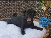 Irk Garantili Pug Yavruları