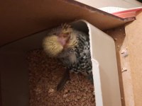 Show Muhabbet Kuşu Açıklamayı Okuyunuz