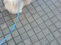 Pomeranian Boo 2 Yaşında Erkek