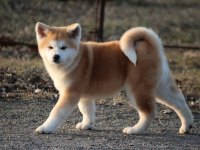 %100 Safkan Japon Akita Yavruları