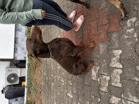 Temel İtaat Eğitimli Doberman