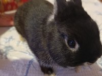 Safkan black silver cüce tavşan yavrular