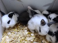 Türkiye'nin Her İline Gönderim Yavru Tavşanlar