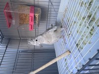 Wf damızlık dişi sultan papağanı