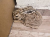 Hayatınızda Gördüğünüz En Tatlı Ve Hızlı Tavşan