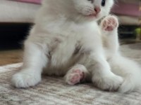 Kedi Yavrularımıza Yuva Arıyoruz British/Scottish