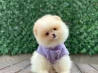 Pomeranian Boo Yavrular