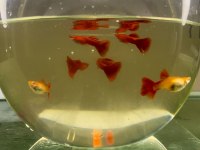 Lepistes Full Red Albino