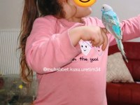 Çocuklar İçin Sağlıklı Tertemiz Muhabbet Kuşları