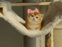 Kedimiz İçin Açıklamayı Tamamen Okumadan Aramayın Lütfen