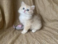 Golden british longhair kedimiz