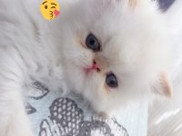 Saf Kan İran Kedisi Yavrusu