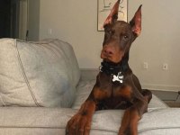 Füzeden Daha Etkili Doberman