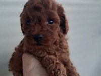 Micro ayarında poodle yavrularımız
