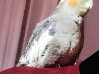 Ultra Evcillik Sultan Papağanı (Omza Gelir)