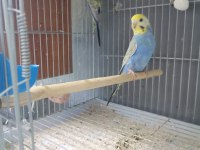 50 Takım Muhabbet Kafesler Ve Malzmeleri Dahil 30 Bin Tl Acil Verilecektir