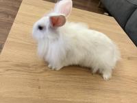 6 Ocak Doğumlu Mini Lop Tavşan