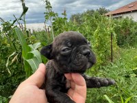 A Kalite French Bulldog Yavruları Yalova