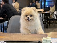 Pomeranian boo sevimli ayı yüz