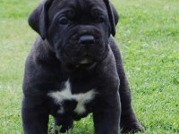 Sağlık Ve Irk Garantili Cane Corso Köpekleri
